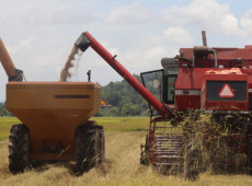 A expectativa &eacute; de que a safra alcance cerca de 26 mil toneladas