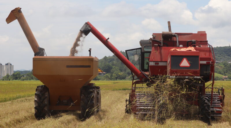 A expectativa é de que a safra alcance cerca de 26 mil toneladas