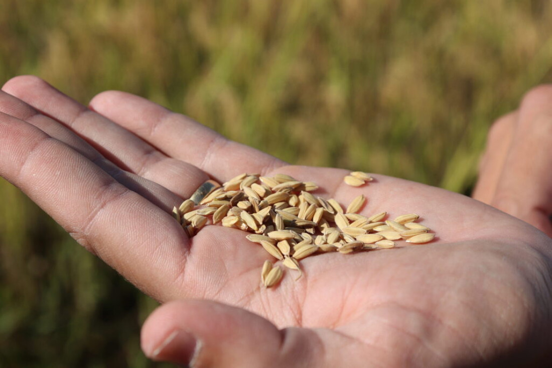 variedades de arroz produzidas na fazenda s&atilde;o desenvolvidos pela Epagri/SC. 