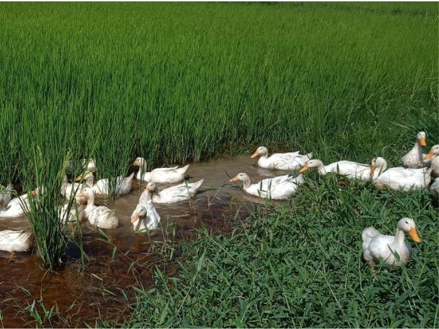 Marrecos de pequim fazem o controle biol&oacute;gico na planta&ccedil;&atilde;o de arroz