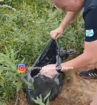 .. e, por fim, os animais s&atilde;o desenterrados pelas equipes do setor de Bem-Estar Animal da Prefeitura de Timb&oacute;