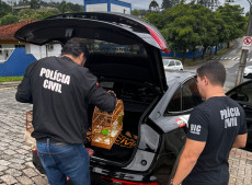 Al&eacute;m do esquema fraudulento, a pol&iacute;cia ainda encontrou p&aacute;ssaros silvestres em situa&ccedil;&atilde;o irregular no domic&iacute;lio