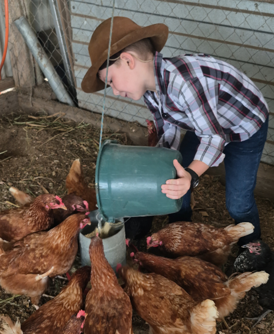 Alimentar das galinhas &eacute; uma das tarefas preferidas do pequeno Z&eacute; dos Ovos