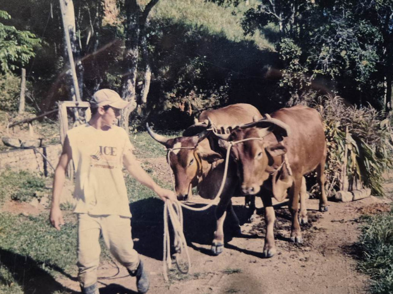 O carro de boi foi, por muito tempo, o principal meio de transporte no interior de Gaspar