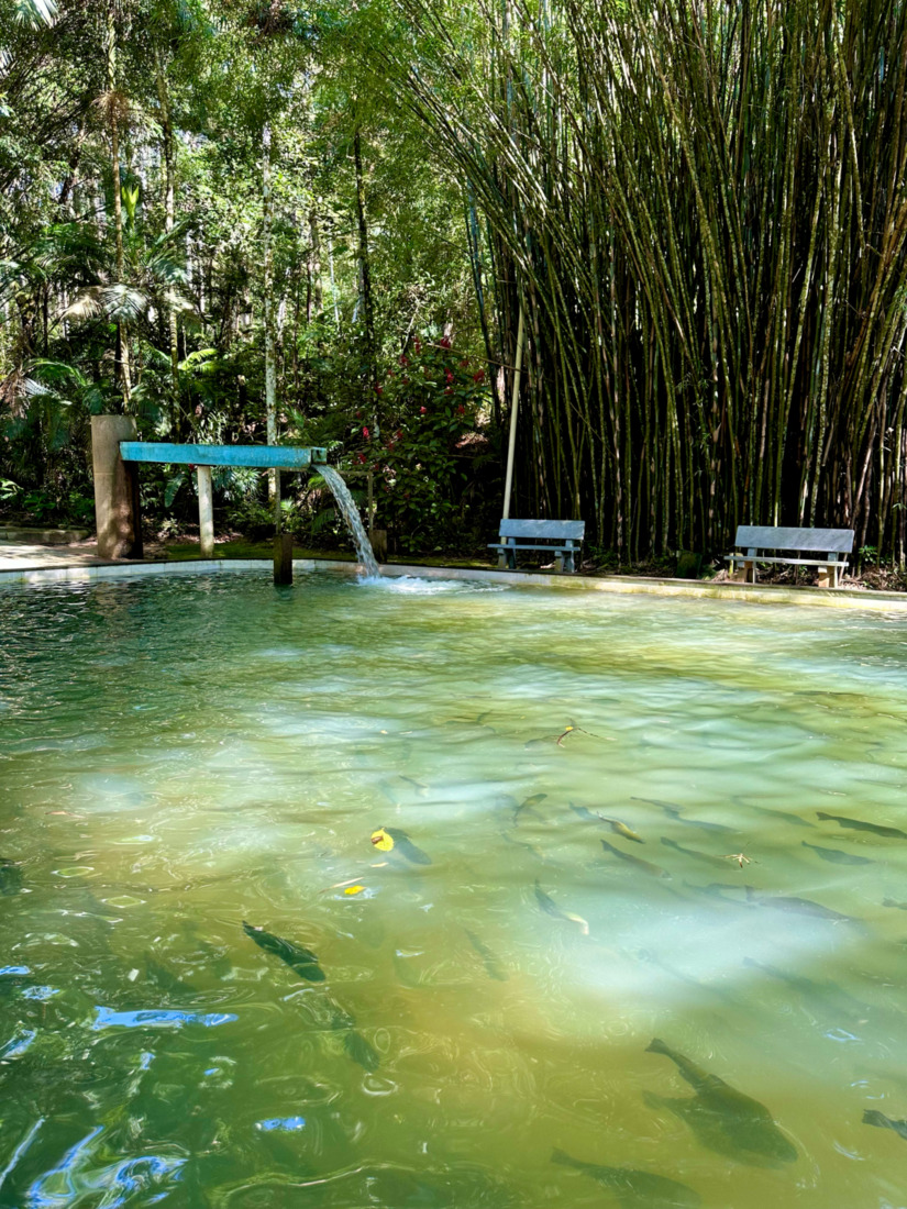 Temperatura do tanque precisa ser bastante baixa para cria&ccedil;&atilde;o de trutas
