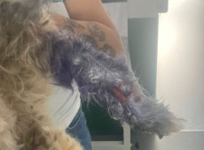 Oito c&atilde;es e uma tartaruga foram resgatados na tarde desta sexta-feira (27)