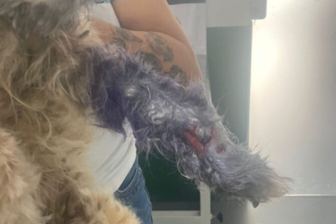 Oito c&atilde;es e uma tartaruga foram resgatados na tarde desta sexta-feira (27)