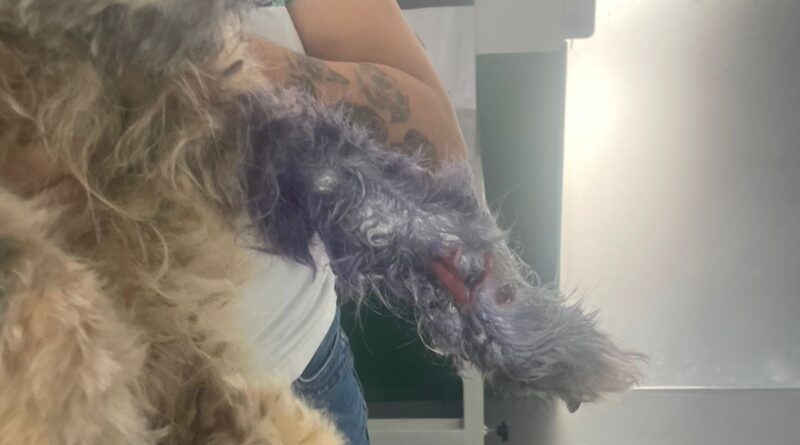 Oito cães e uma tartaruga foram resgatados na tarde desta sexta-feira (27)