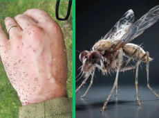 Infesta&ccedil;&atilde;o por maruim preocupa Meio Ambiente em Ilhota