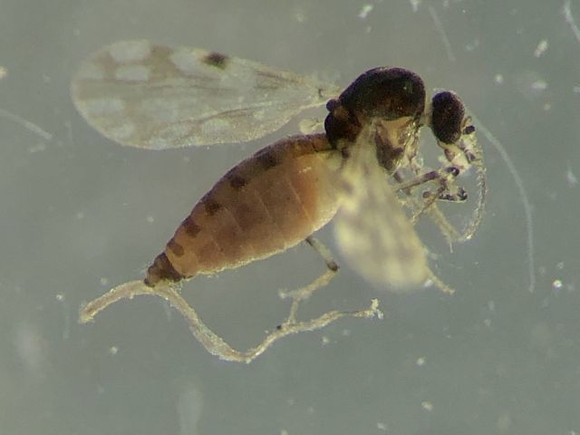 A f&ecirc;mea do mosquito se reproduz em zonas alagadas