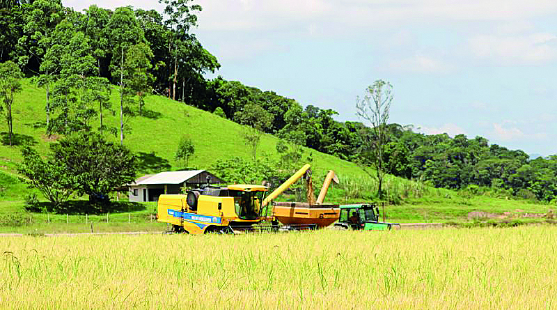 O excesso de chuva pode prejudicar o per&iacute;odo de semeadura do arroz irrigado