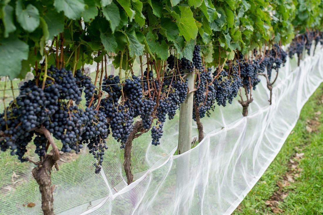 Maior parte das 339 fabricantes de vinho em Santa Catarina s&atilde;o Micro Empresas (ME) e Empresas de Pequeno Porte (EPP)