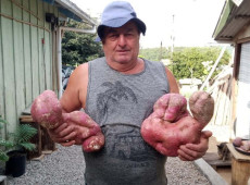 Seu Valdir colheu mais de 11kg de batata-doce