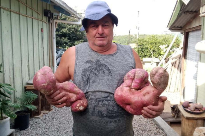 Seu Valdir colheu mais de 11kg de batata-doce
