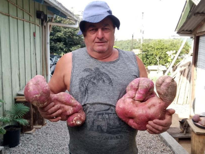 Seu Valdir colheu mais de 11kg de batata-doce