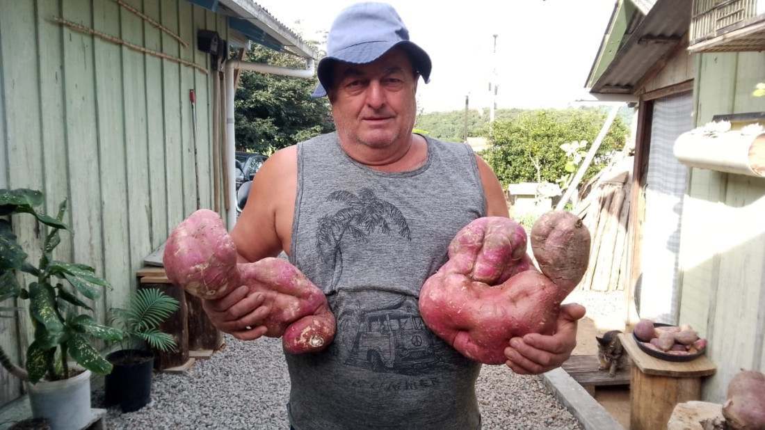 Seu Valdir colheu mais de 11kg de batata-doce