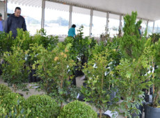 Evento promovido pela Secretaria de Agricultura e Aquicultura re&uacute;ne op&ccedil;&otilde;es de mudas frut&iacute;feras, ornamentais e temperos na Capela Santa Terezinha
