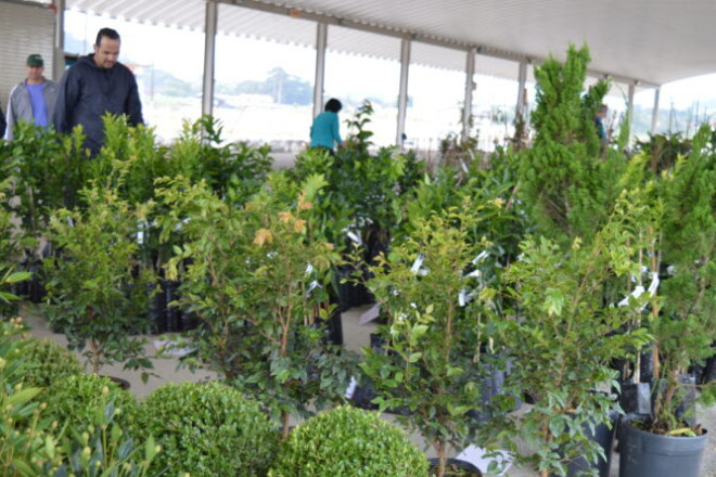 Evento promovido pela Secretaria de Agricultura e Aquicultura re&uacute;ne op&ccedil;&otilde;es de mudas frut&iacute;feras, ornamentais e temperos na Capela Santa Terezinha