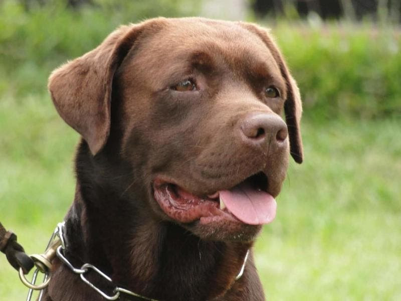 Brasil foi o primeiro c&atilde;o do CBMSC com certifica&ccedil;&atilde;o internacional de busca e salvamento 