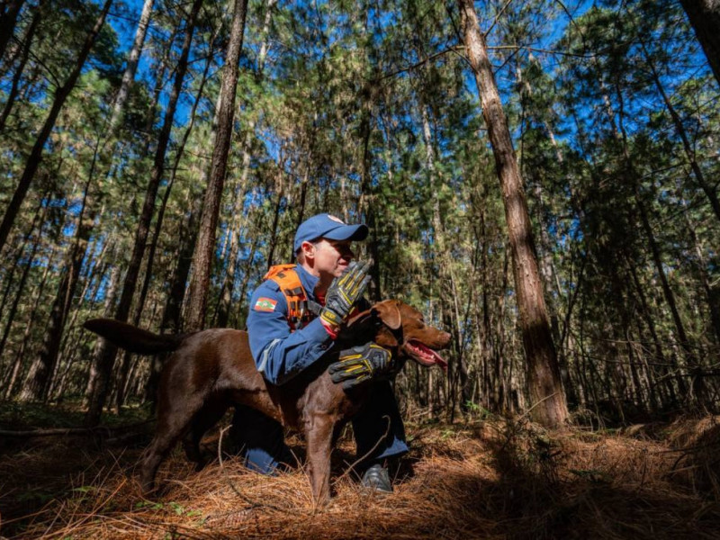C&atilde;es participaram de dezenas de miss&otilde;es ao lado dos bombeiros militares 