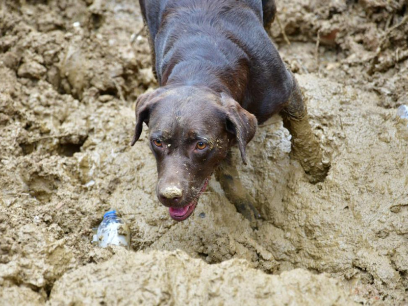 O c&atilde;o Iron em miss&atilde;o de busca no Morro da Ofician, em Petr&oacute;polis-RJ