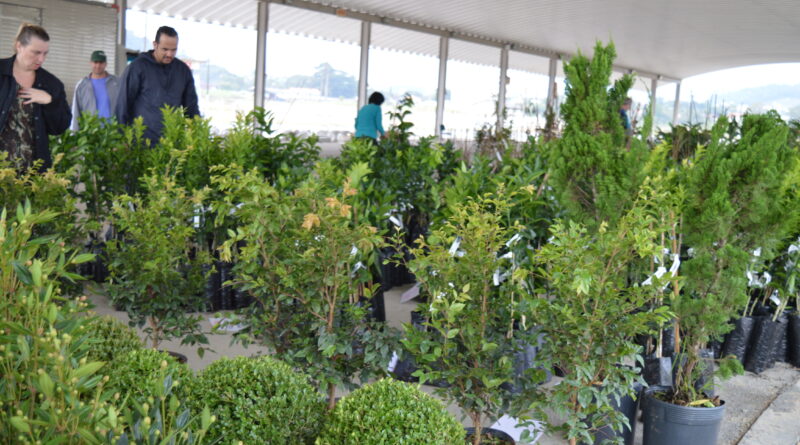 Evento promovido pela Secretaria de Agricultura e Aquicultura re&uacute;ne op&ccedil;&otilde;es de mudas frut&iacute;feras, ornamentais e temperos na Capela Santa Terezinha