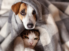 A&ccedil;&atilde;o ser&aacute; destinada aos animais resgatados no munic&iacute;pio e tamb&eacute;m aos pets de fam&iacute;lias em situa&ccedil;&atilde;o de vulnerabilidade social