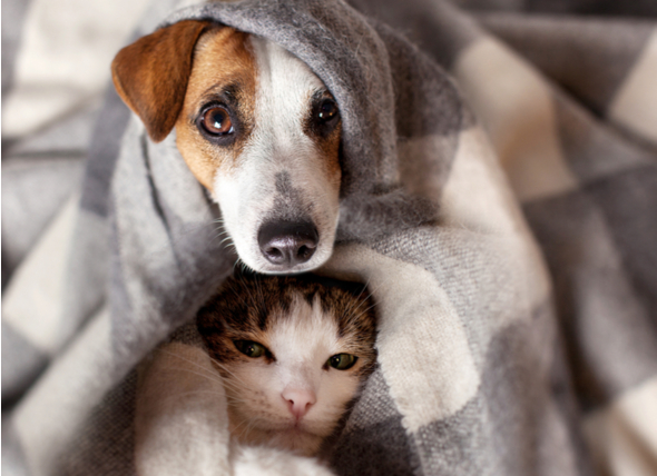 Ação será destinada aos animais resgatados no município e também aos pets de famílias em situação de vulnerabilidade social