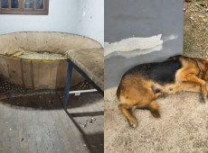 Caso ocorreu em Brusque com acompanhamento da prefeitura e protetores independentes