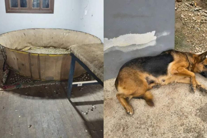 Caso ocorreu em Brusque com acompanhamento da prefeitura e protetores independentes