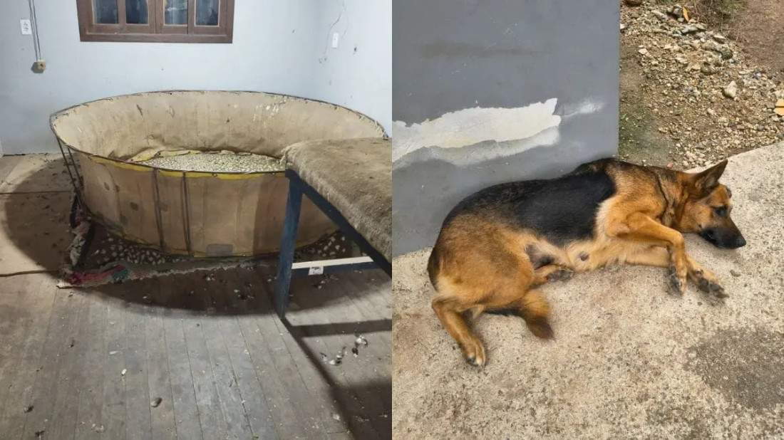 Caso ocorreu em Brusque com acompanhamento da prefeitura e protetores independentes