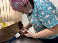 Nesta etapa, ser&atilde;o atendidos animais dos bairros Gaspar Mirim, Barrac&atilde;o e Bateias. Conforme os cadastros realizados pela Diretoria de Bem-Estar Animal, 42 animais j&aacute; tiveram a participa&ccedil;&atilde;o confirmada.

