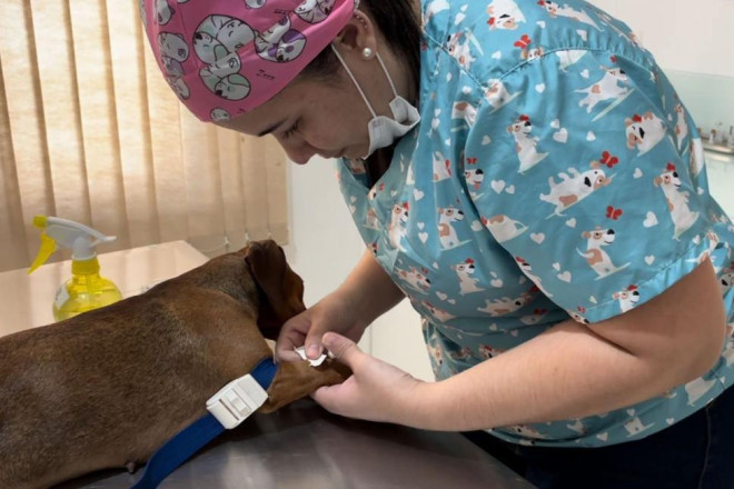 Nesta etapa, ser&atilde;o atendidos animais dos bairros Gaspar Mirim, Barrac&atilde;o e Bateias. Conforme os cadastros realizados pela Diretoria de Bem-Estar Animal, 42 animais j&aacute; tiveram a participa&ccedil;&atilde;o confirmada.

