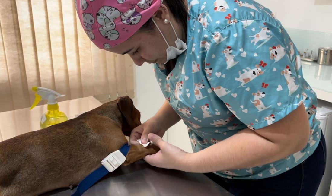 Nesta etapa, serão atendidos animais dos bairros Gaspar Mirim, Barracão e Bateias. Conforme os cadastros realizados pela Diretoria de Bem-Estar Animal, 42 animais já tiveram a participação confirmada.


