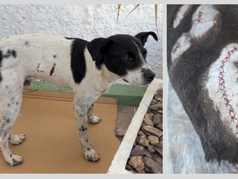 C&atilde;es comunit&aacute;rios foram brutalmente agredidos 