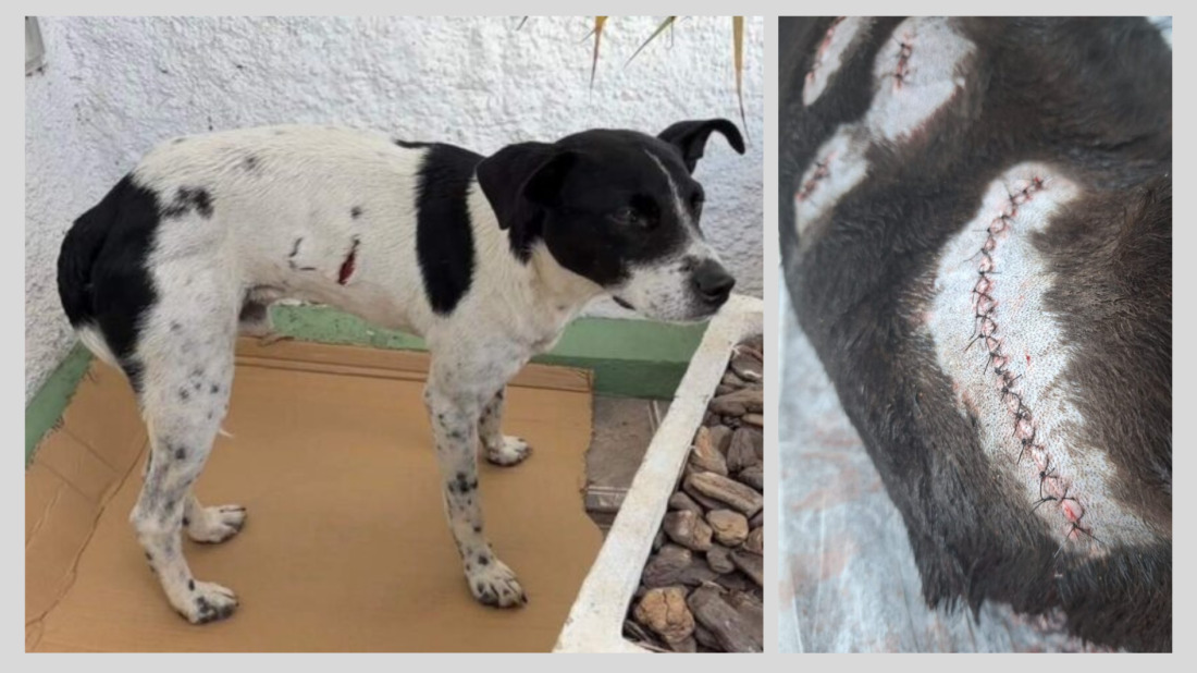 Cães comunitários foram brutalmente agredidos 