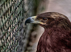 Pol&iacute;cia Ambiental apreendeu mais de 80 aves e p&aacute;ssaros