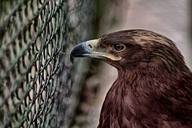 Pol&iacute;cia Ambiental apreendeu mais de 80 aves e p&aacute;ssaros