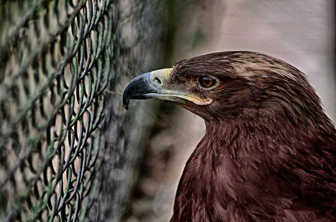 Polícia Ambiental apreendeu mais de 80 aves e pássaros