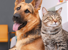 Em pouco mais de um ano, o Censo Pet registrou 9.418 animais nas casas de Blumenau. 
