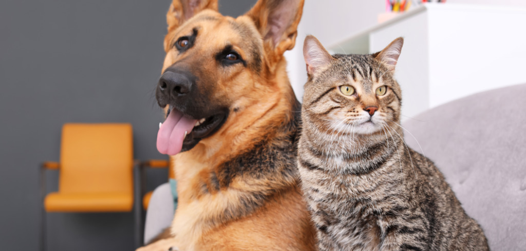 Em pouco mais de um ano, o Censo Pet registrou 9.418 animais nas casas de Blumenau. 