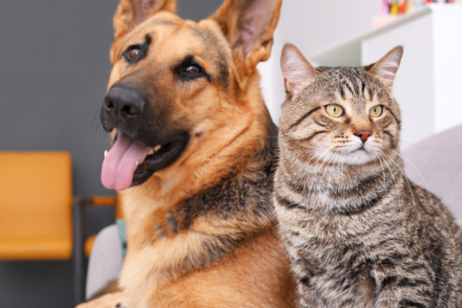 Em pouco mais de um ano, o Censo Pet registrou 9.418 animais nas casas de Blumenau. 
