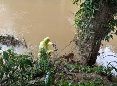 C&atilde;o &eacute; resgatado de dentro do ribeir&atilde;o